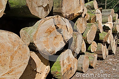 Pine timber stacked at lumber yard Stock Photo