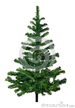 Pine tree Stock Photo