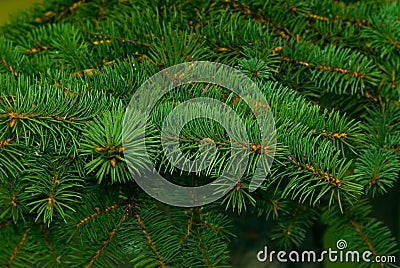 Pine tree Stock Photo