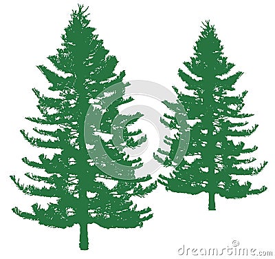 Pine tree Vector Illustration