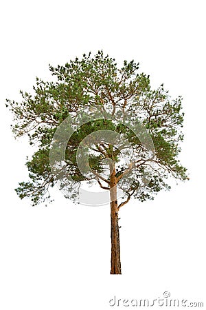 Pine tree Stock Photo