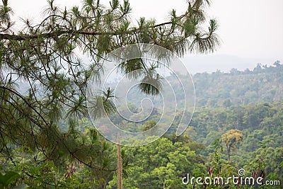 Pine tree Stock Photo