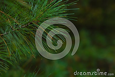 Pine tree background. Coniferous texture or background photo Stock Photo