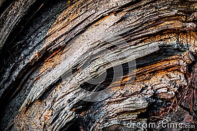 Pine tree bark Stock Photo