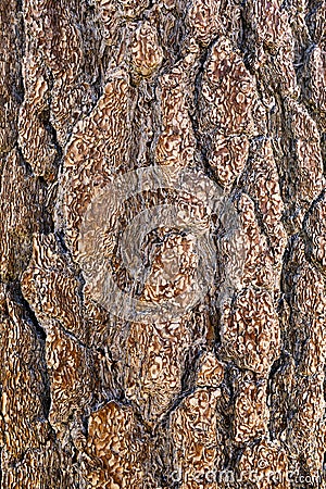 Pine Tree Bark texture Stock Photo