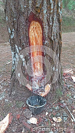 Tapping pine tree sap Stock Photo