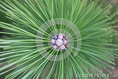 Pine tree in bloob Stock Photo