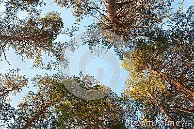 Pine tree, bottom view. Branch and sky. Nature Stock Photo