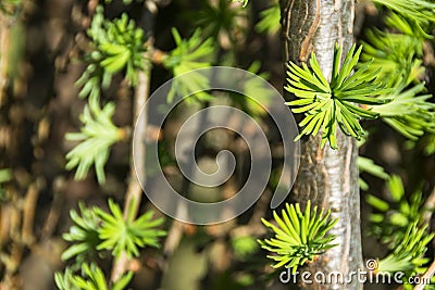 Pine tree branch. Blooming Pine Tree and pine needles Stock Photo