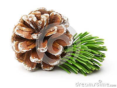 Pine tree branch and cone Stock Photo