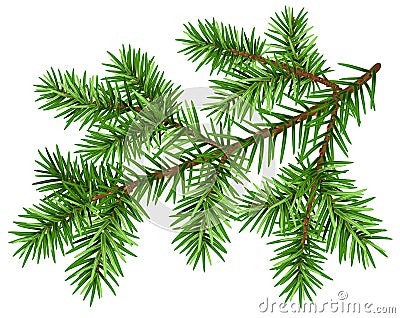 Pine tree branch. Green fluffy pine branch Vector Illustration