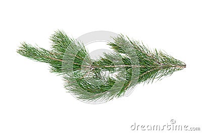 Pine tree branch. Stock Photo