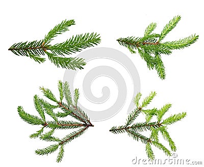 Pine tree branch. Stock Photo