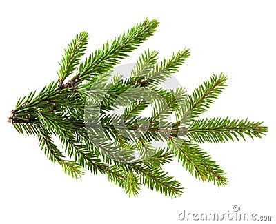 Pine tree branch Stock Photo