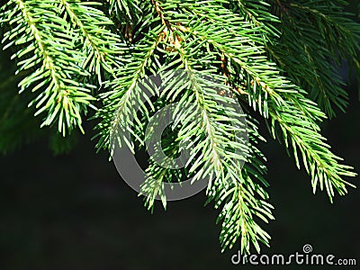 Pine tree branches, coniferous resinous tree. Evergreen tree background. Full Frame Shot Of Pine Tree. Stock Photo