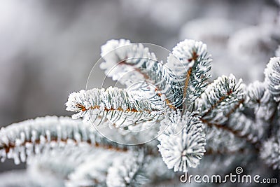 Pine tree branches covered frost in snowy atmosphere Stock Photo