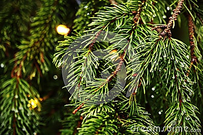 Pine tree branches with green needles and rain drops Stock Photo