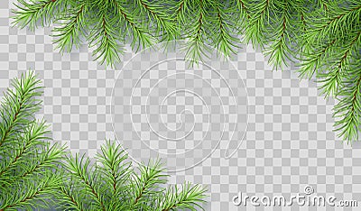 Pine Tree Branches Vector Illustration