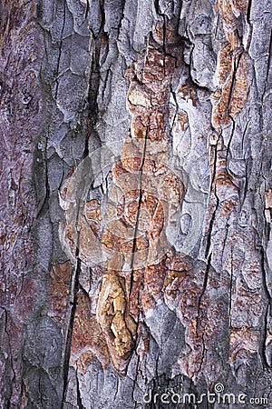 pine tree brown bark texture with green moss Stock Photo