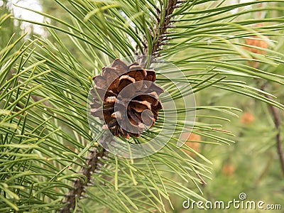 Pine tree brown ripe cone Stock Photo