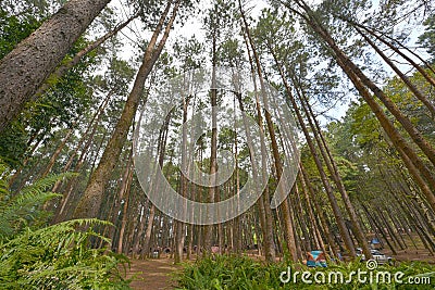 Pine tree among camping parks Stock Photo