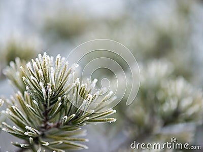 Pine tree closeup with frost Stock Photo