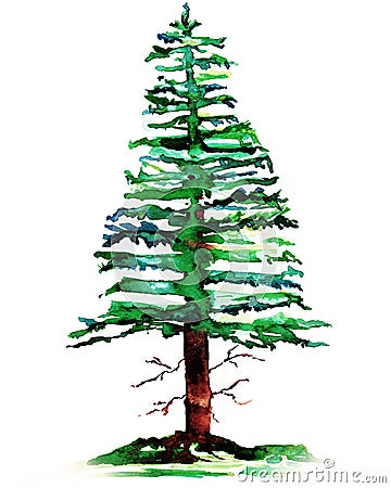 Pine tree Stock Photo