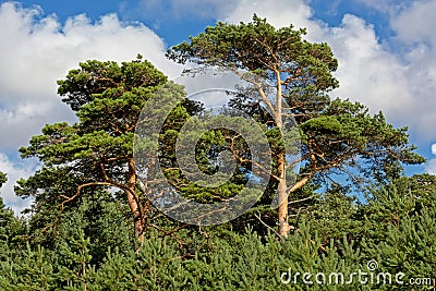 Pine tree crests Stock Photo