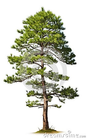 Pine tree the fall isolated on isolated white background, use in design Decoration work Stock Photo