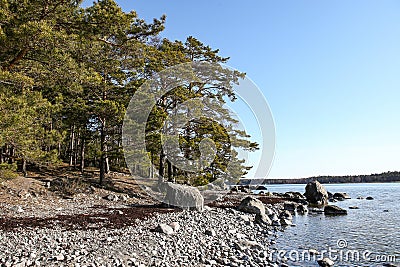 Pine tree forest areal Sweden cliff Baltic sea view in Sweden. Stock Photo