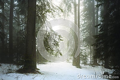 Pine tree forest fog Stock Photo