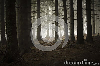 Pine tree forest with fog Stock Photo