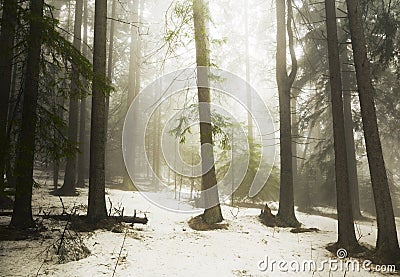 Pine tree forest fog Stock Photo