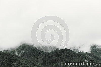 Pine tree forest in the foggy mountains Stock Photo