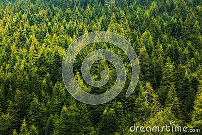 Pine Tree Forest Stock Photo