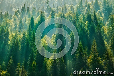 Pine Tree Forest Stock Photo