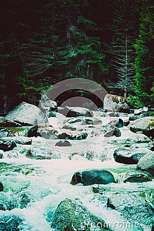 Pine tree forest river flows through the rocks. Beautiful powerful rapid steam of the mountain river flows between pebbles rocks. Stock Photo