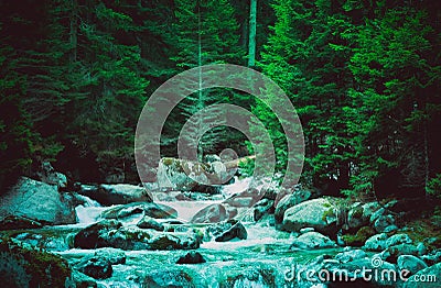 Pine tree forest river flows through the rocks. Beautiful powerful rapid steam of the mountain river flows between pebbles rocks. Stock Photo