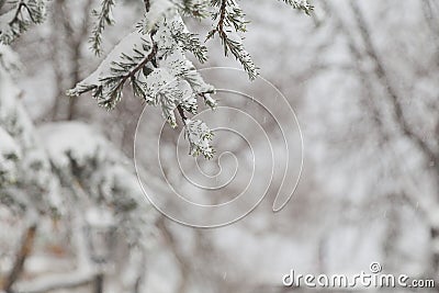 Pine tree forest Stock Photo