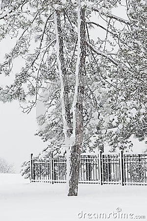 Pine tree forest Stock Photo