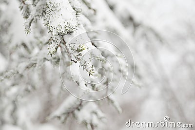 Pine tree forest Stock Photo