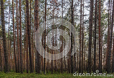 Pine tree forest during sunset in the Kemeri National Park near Jurmala, Latvia Stock Photo