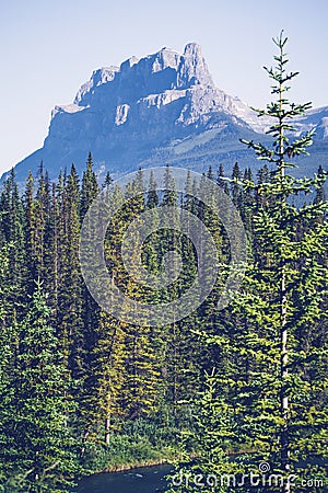 Pine tree forest in a valley Stock Photo