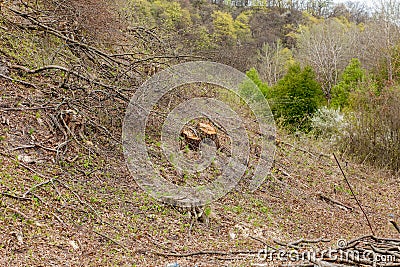 Pine tree forestry exploitation in a sunny day. Stumps and logs show that overexploitation leads to deforestation endangering Stock Photo