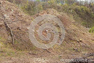 Pine tree forestry exploitation in a sunny day. Stumps and logs show that overexploitation leads to deforestation endangering Stock Photo