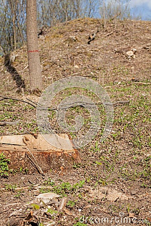 Pine tree forestry exploitation in a sunny day. Stumps and logs show that overexploitation leads to deforestation endangering Stock Photo