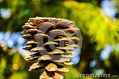 Pine Tree Stock Photo