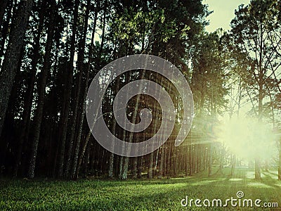 Pine tree garden Stock Photo