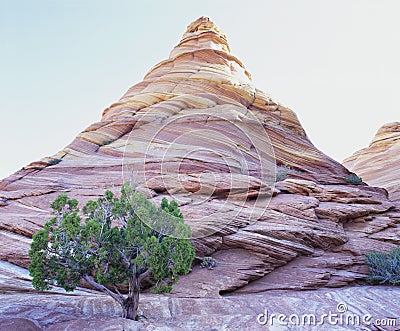 Pine tree growing beneath rock peak Stock Photo