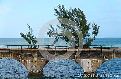 A pine tree growing out of a roadbed on the historic Old Seven Mile Bridge, Big Pine Key, Florida Stock Photo